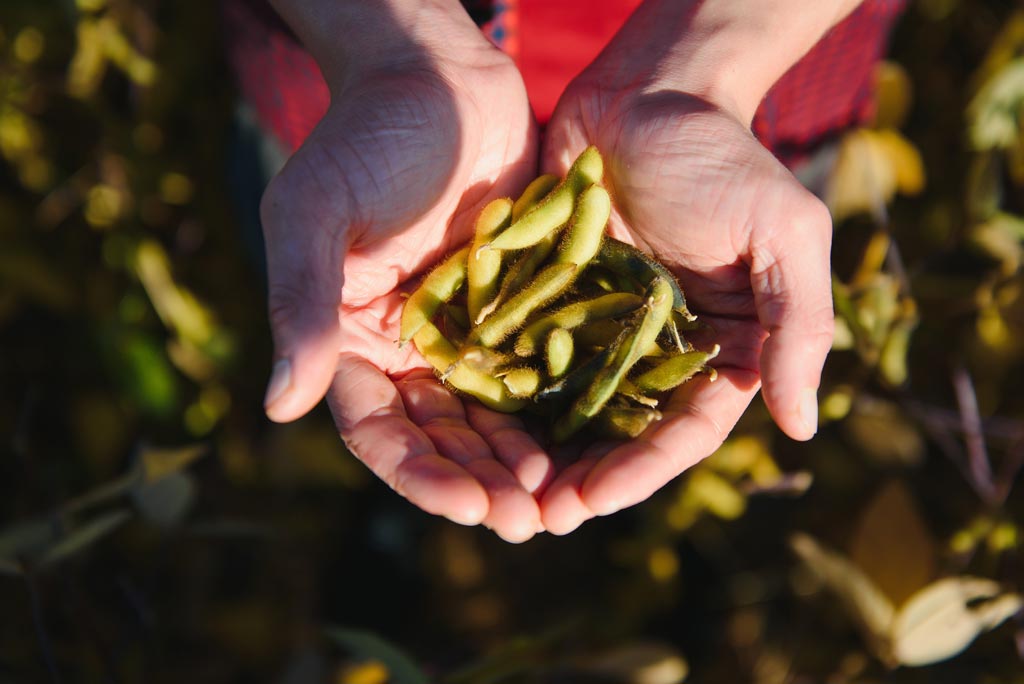 Is Soy Good for Gut Health